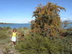 Вокруг озера Иссык-Куль можно увидеть много разных видов кустарников и деревьев. Облепиха, наверное, самый распространенный вид в Иссык-Кульской области. Рядом с нами, около побережья, находился отличный экземпляр этого вида.